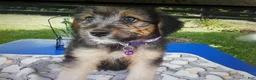Mini Aussiedoodle dogs for sale: Mini Aussiedoodle 4 Drew - Ad 4