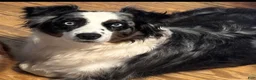 Australian Shepherd dogs for sale: Australian Shepherd 2 - Ad 3