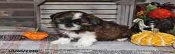 Shih Tzu dogs for sale: Dixon - Ad 8