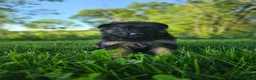 German Shepherd dogs for sale: Teddy - Ad 5