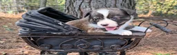 Mixed Breed dogs for sale: Red collar Boy - Ad 15