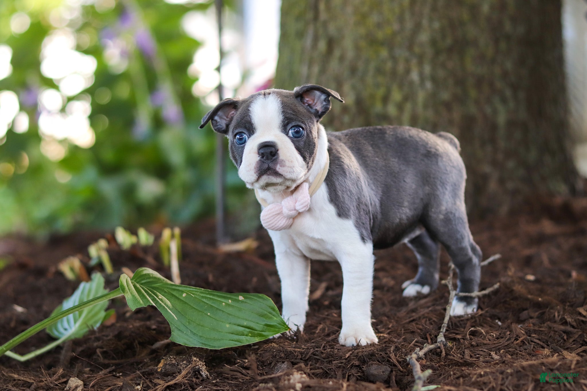 Boston Terrier dogs Mea - Ad 2
