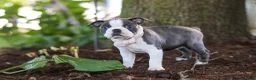 Boston Terrier dogs for sale: Mea - Ad 2