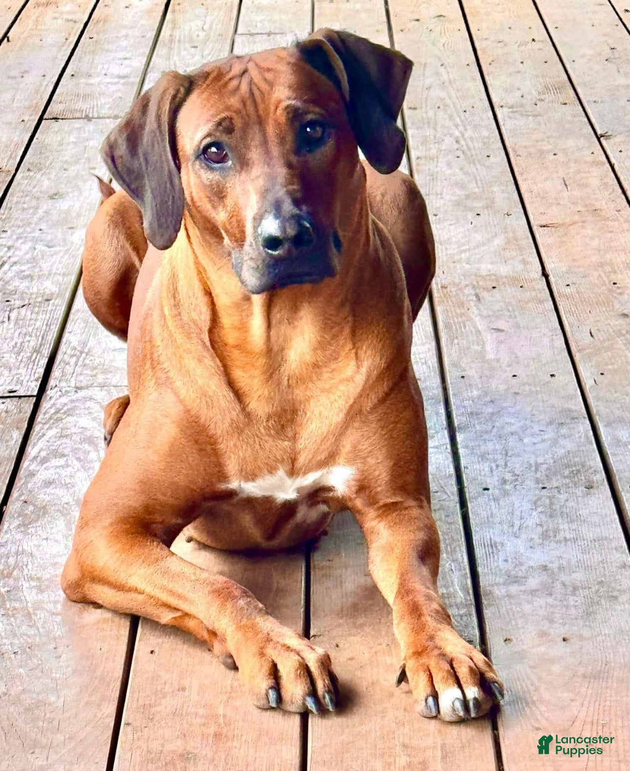 Rhodesian Ridgeback dogs Rhodesian Ridgeback Puppy 9 - Ad 2