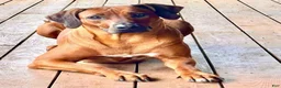 Rhodesian Ridgeback dogs for sale: Rhodesian Ridgeback Puppy 4 - Ad 2