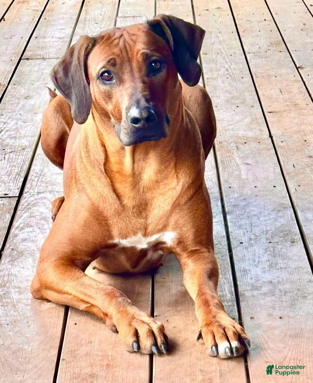 Rhodesian Ridgeback dogs for sale: Rhodesian Ridgeback Puppy 4 - Ad 2