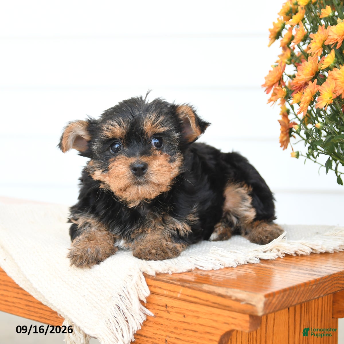 Yorkshire Terrier dogs Daisy - Ad 2