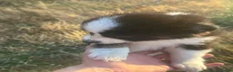 Australian Shepherd dogs for sale: Australian Shepherd 2 - Ad 2