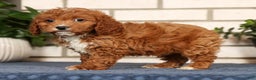 Cavapoo dogs for sale: Doogie - Ad 4