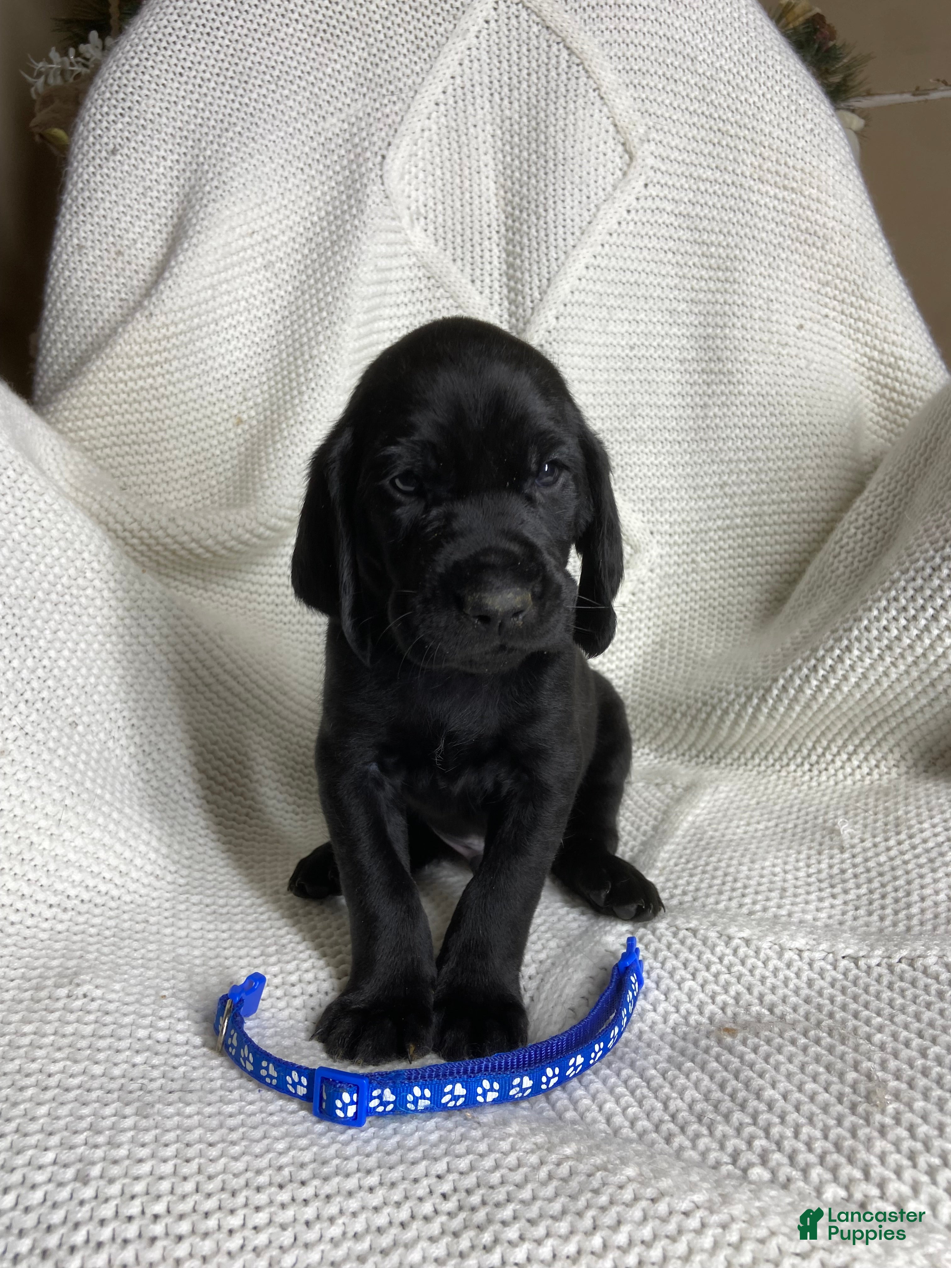 Mixed Breed dogs Mixed Breed Puppy 2 - Ad 41