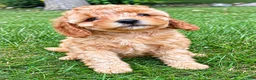Cavapoo dogs for sale: Bonnie - Ad 8