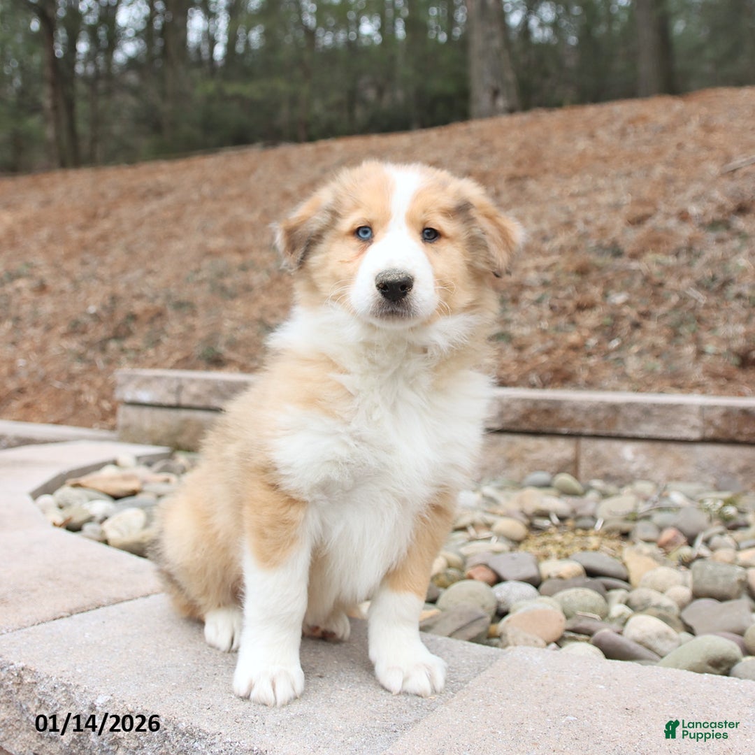 Mixed Breed dogs for sale: Buddy - Ad 3