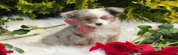 Toy Australian Shepherd dogs for sale: Tiny - Ad 14
