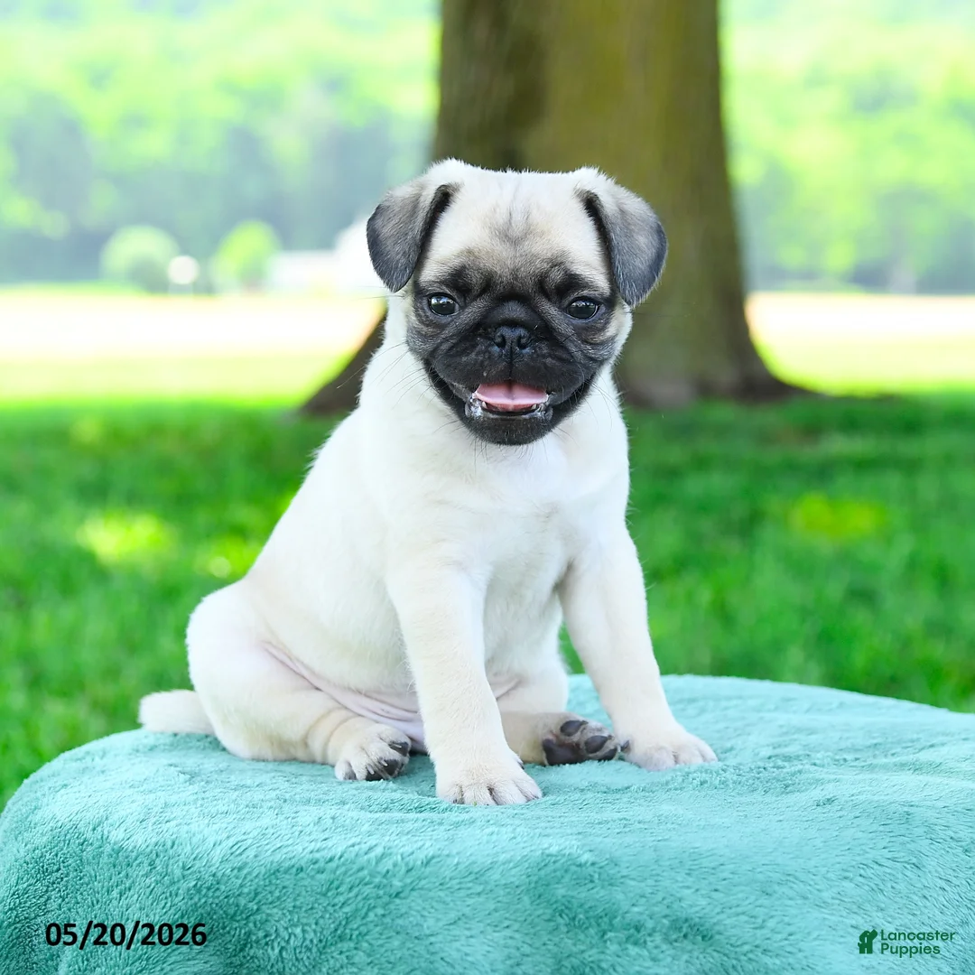 Pug dogs for sale: Samuel - Ad 1