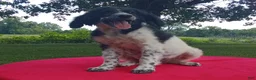 Standard Poodle dogs for sale: Ofella- offering as PET  - Ad 1