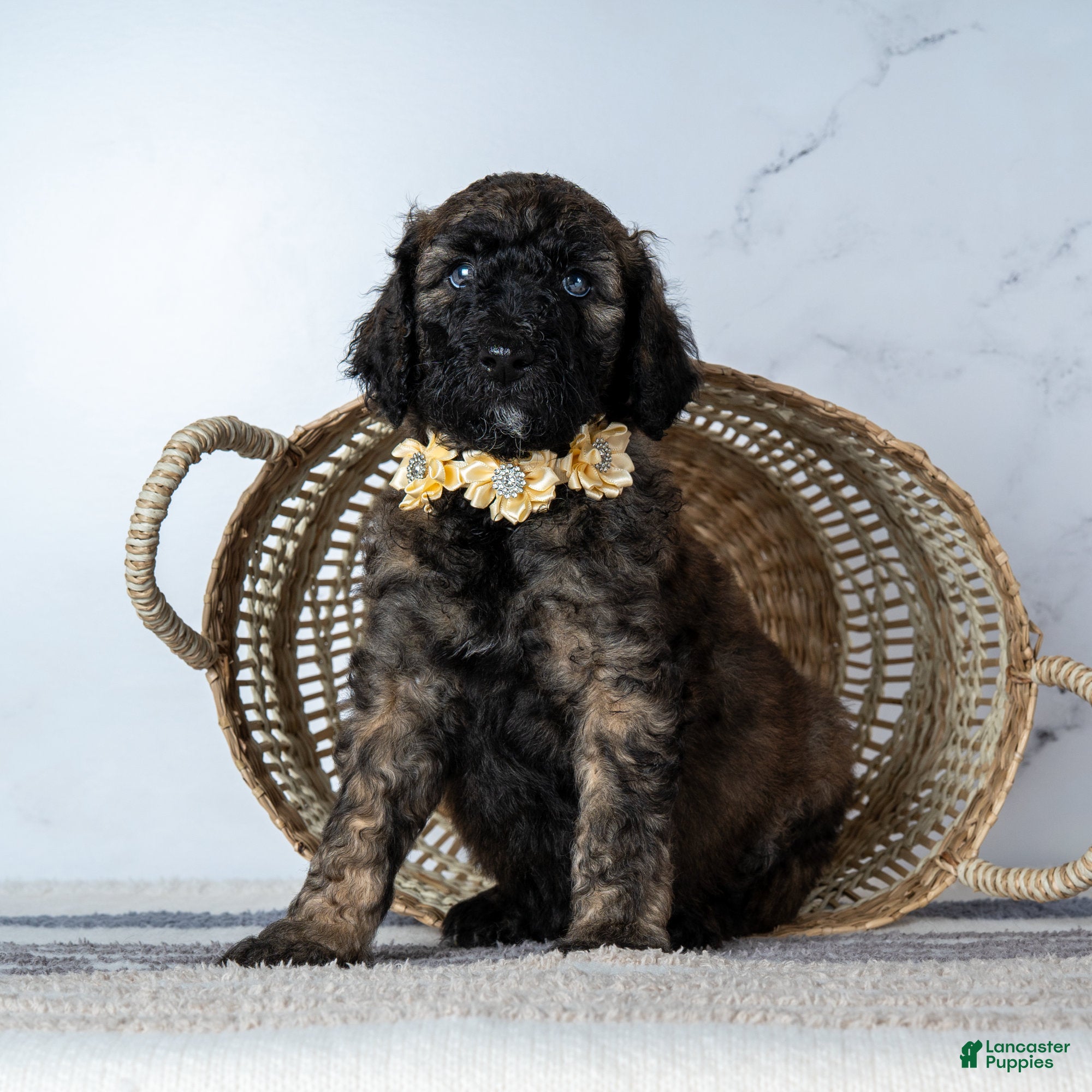 Goldendoodle dogs Ms. Cappuccino - Chocolate Phantom Merle Goldendoodle - Ad 1
