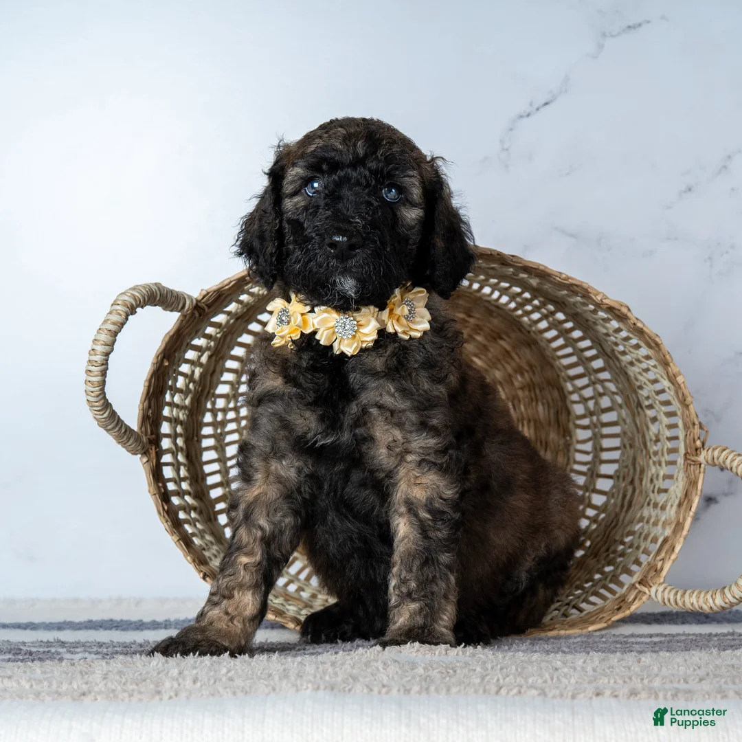Goldendoodle dogs for sale: Ms. Cappuccino - Chocolate Phantom Merle Goldendoodle - Ad 1