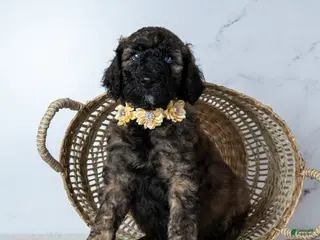 Goldendoodle dogs Ms. Cappuccino - Chocolate Phantom Merle Goldendoodle - Ad 15