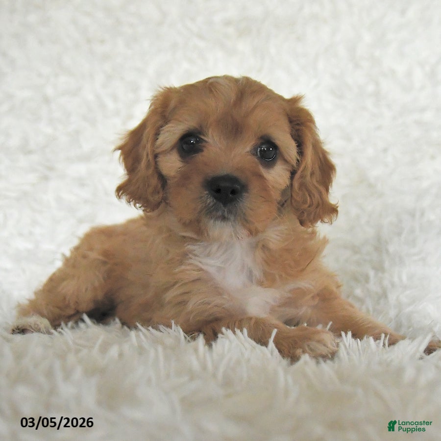 Cavapoo dogs Myla - Ad 2