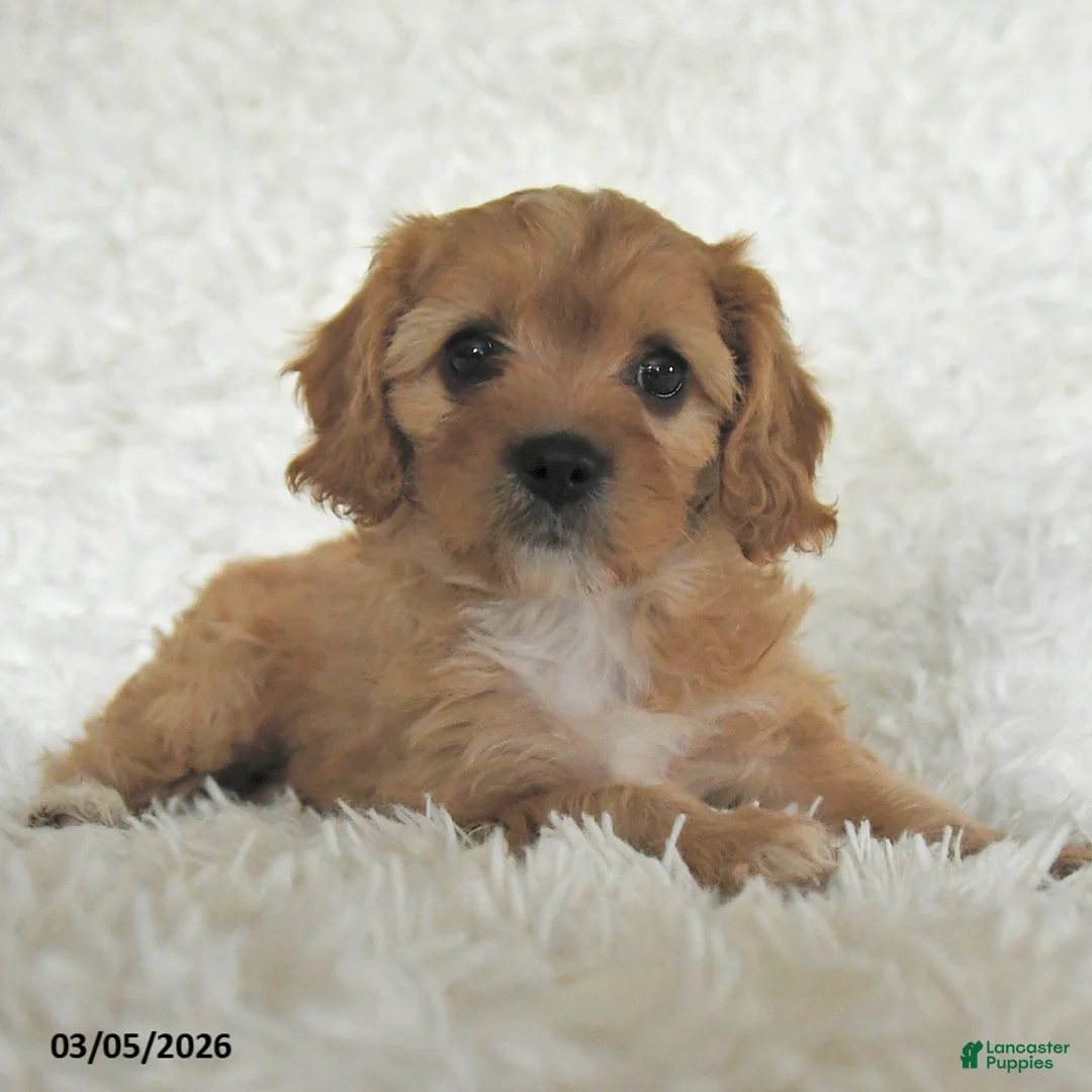 Cavapoo dogs for sale: Myla - Ad 2
