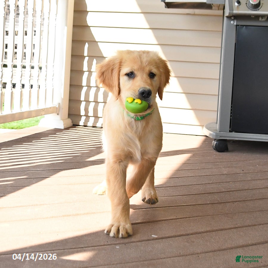 Golden Retriever dogs Max - Ad 1