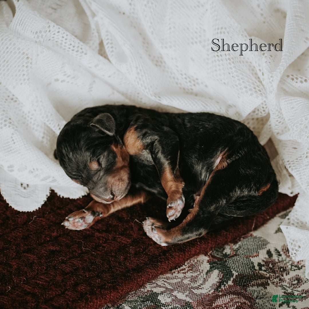 Standard Poodle dogs for sale: Shepherd - Ad 11