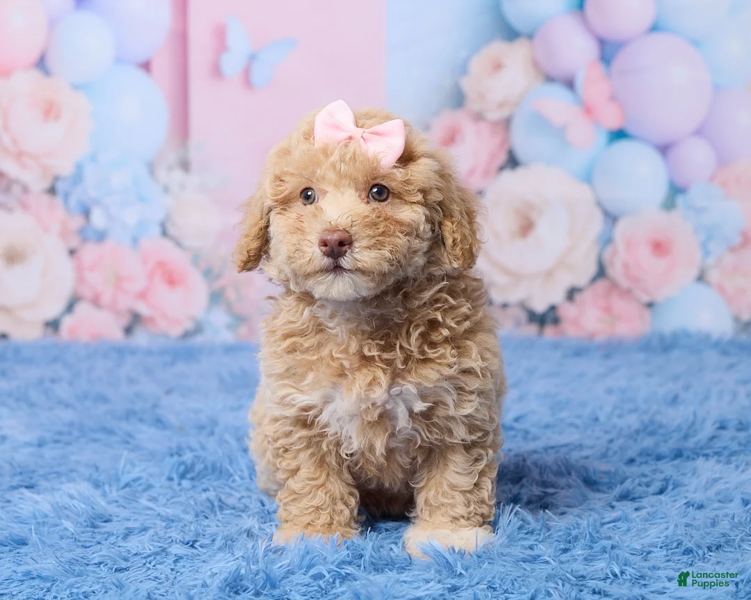 Aussiedoodle dogs for sale: Sally - Ad 1