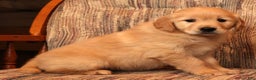 Golden Retriever dogs for sale: Crystal - Ad 9