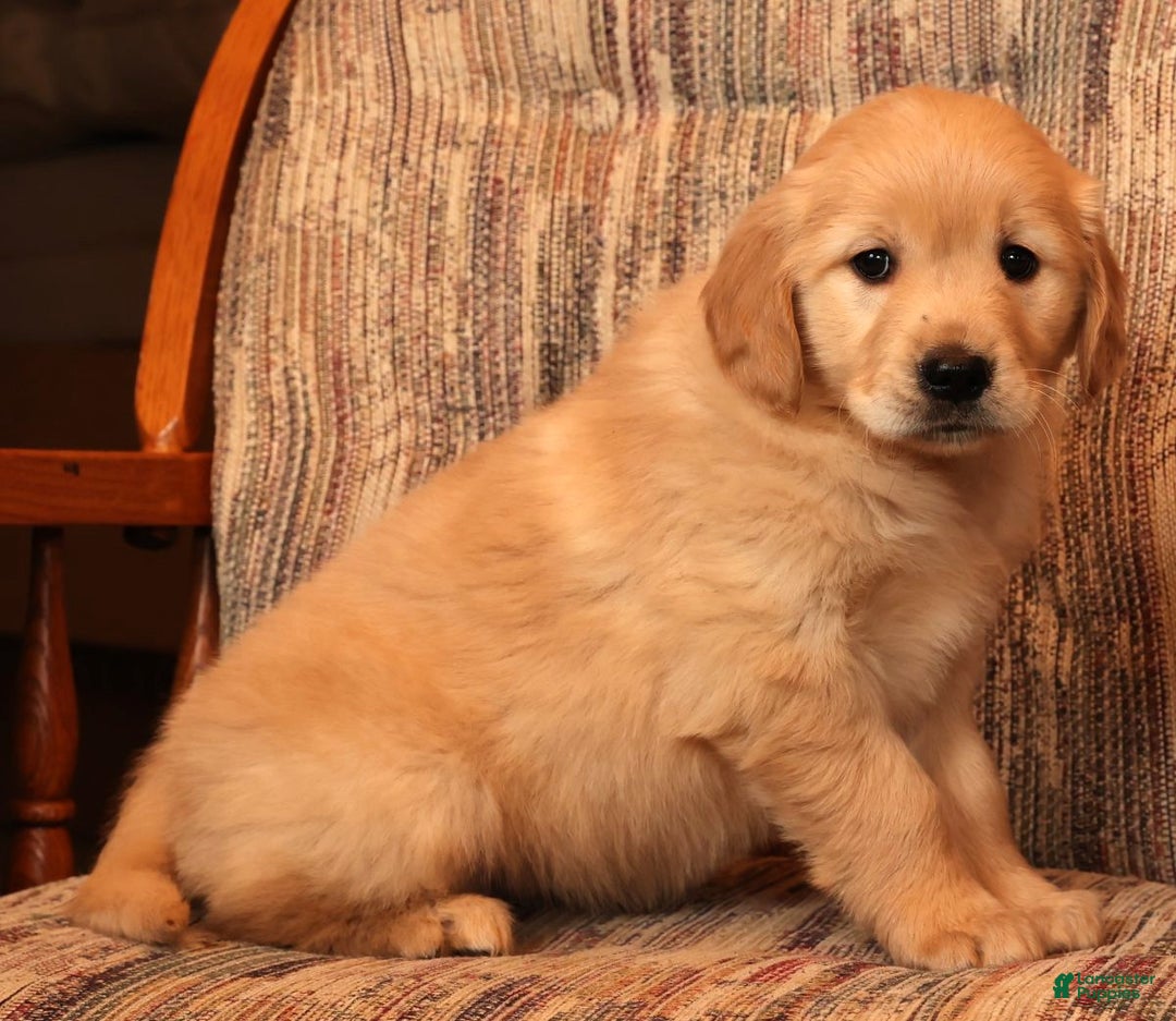 Golden Retriever dogs for sale: Crystal - Ad 9