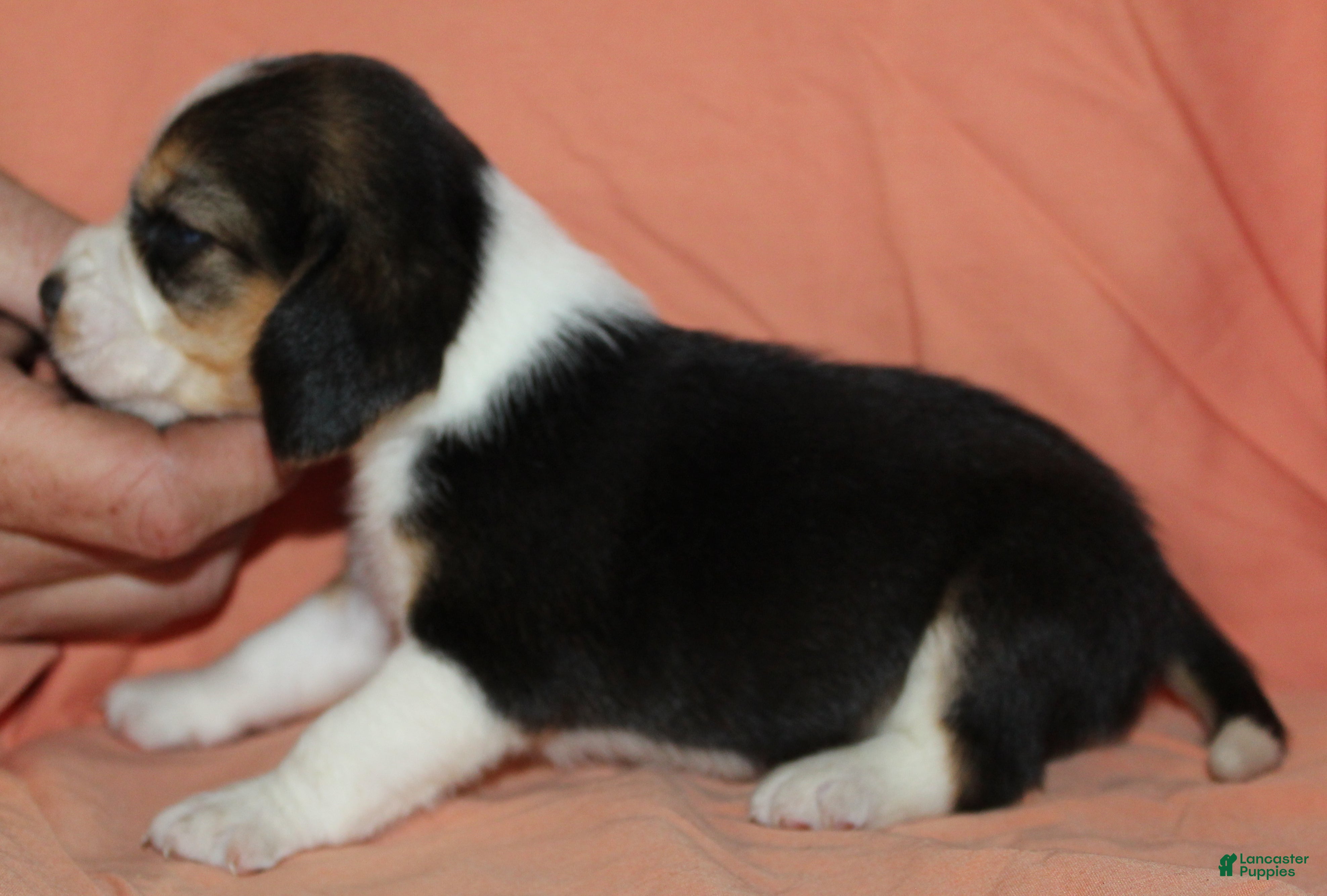 Beagle dogs Gavin - Ad 31