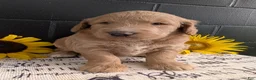 Goldendoodle dogs for sale: Mia - Ad 4