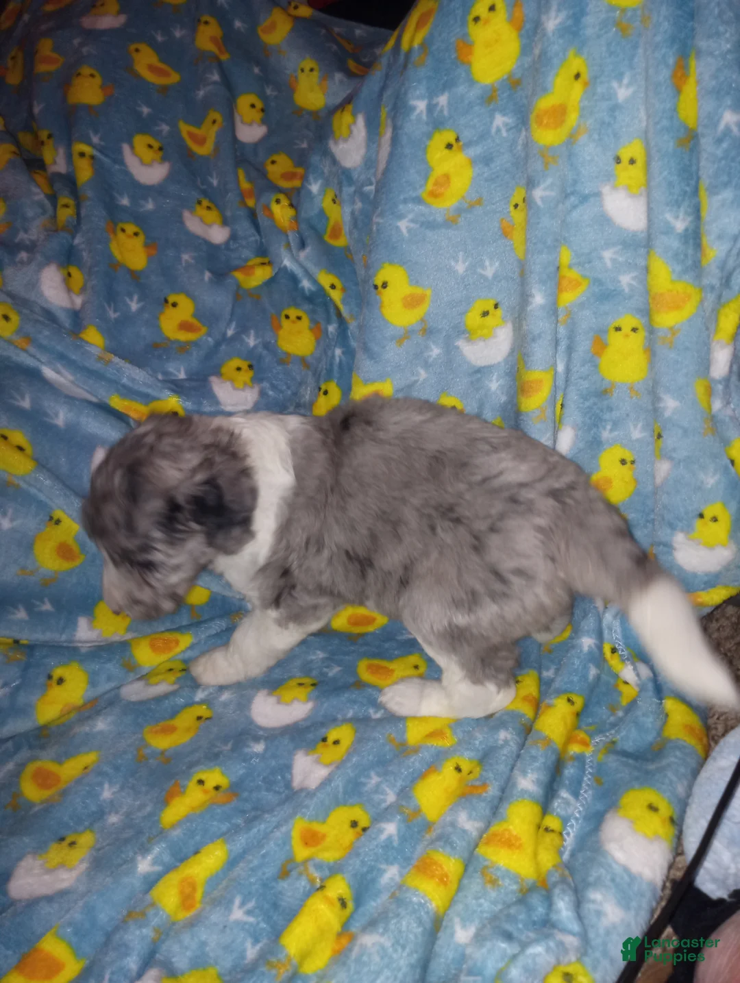 Aussiedoodle dogs for sale: Aussiedoodle Puppy 4 - Ad 2