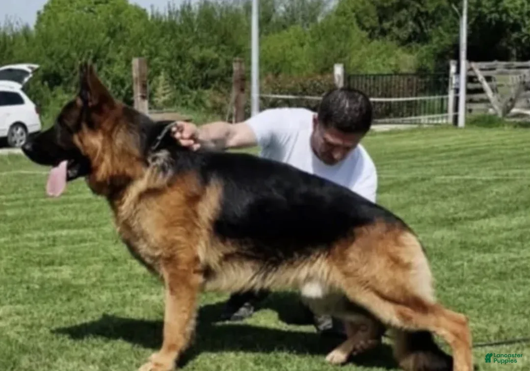 German Shepherd dogs for sale: Bess - Ad 6