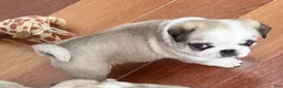 Pug dogs for sale: Panda fawn/white male  - Ad 5