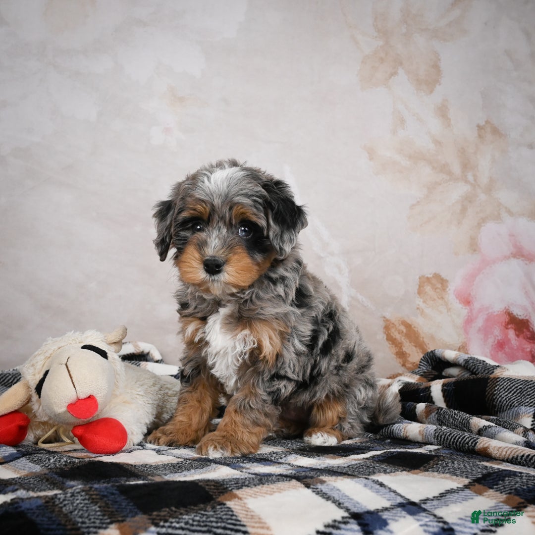 Bernedoodle dogs for sale: Gigi - Ad 7