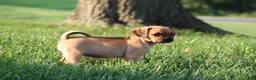 Puggle dogs for sale: Liberty - Ad 4