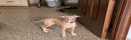 Italian Greyhound dogs for sale: Derek - Ad 7