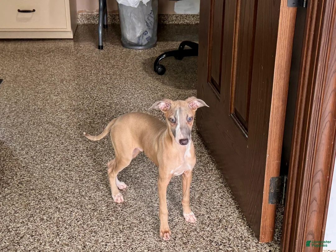 Italian Greyhound dogs for sale: Derek - Ad 7