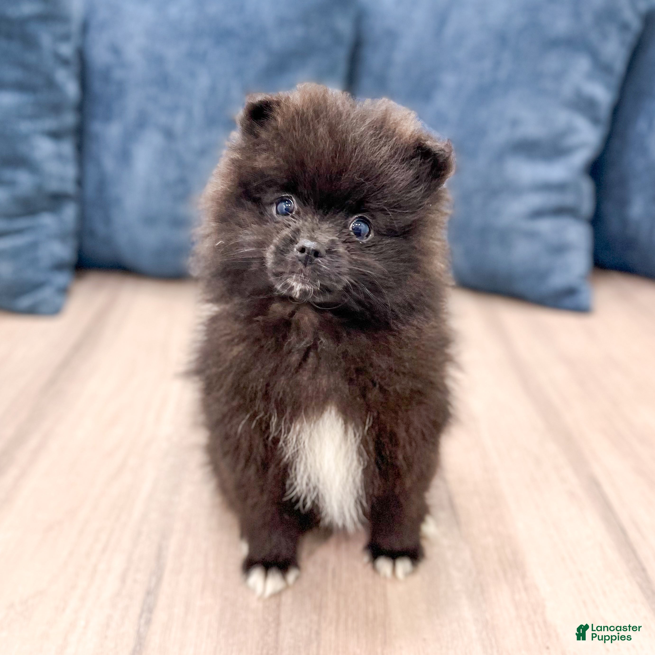 Pomeranian dogs Jade - Ad 1