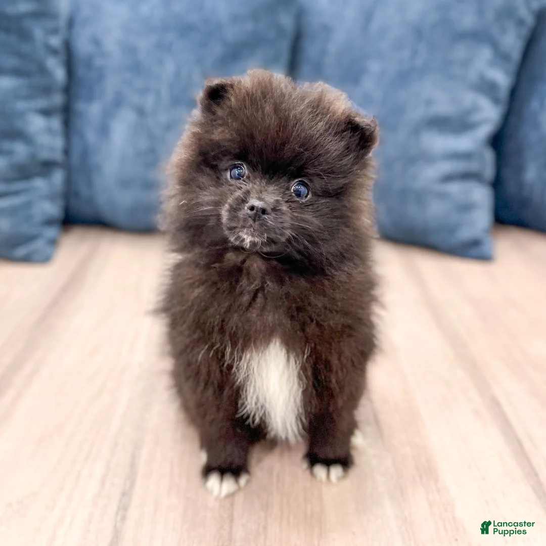 Pomeranian dogs for sale: Jade - Ad 1