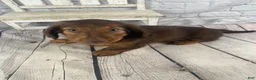 Miniature Dachshund dogs for sale: Emma - Ad 7