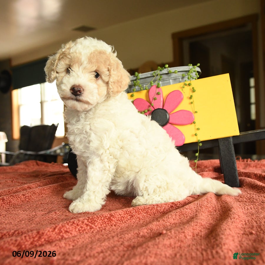Miniature Poodle dogs Carman - Ad 2