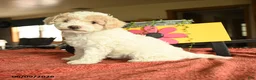 Miniature Poodle dogs for sale: Carman - Ad 2