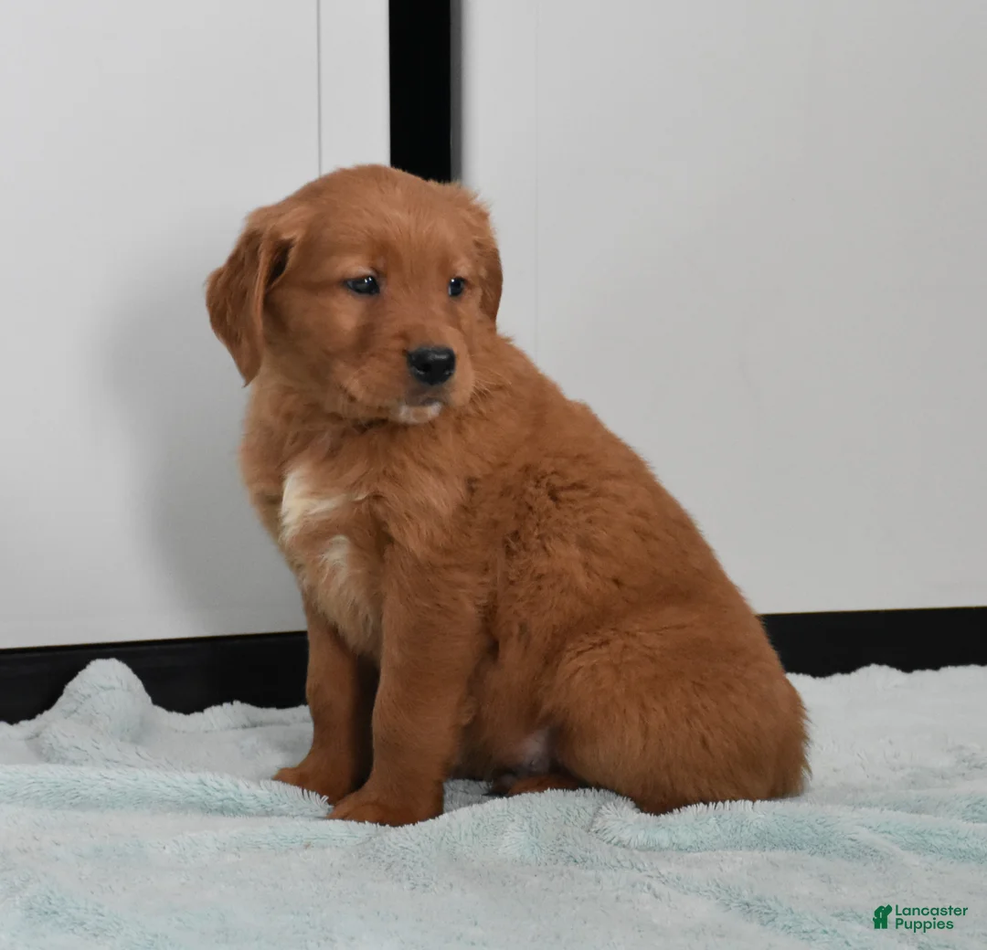 Golden Retriever dogs for sale: Walter    Genetic/OFA - Ad 9