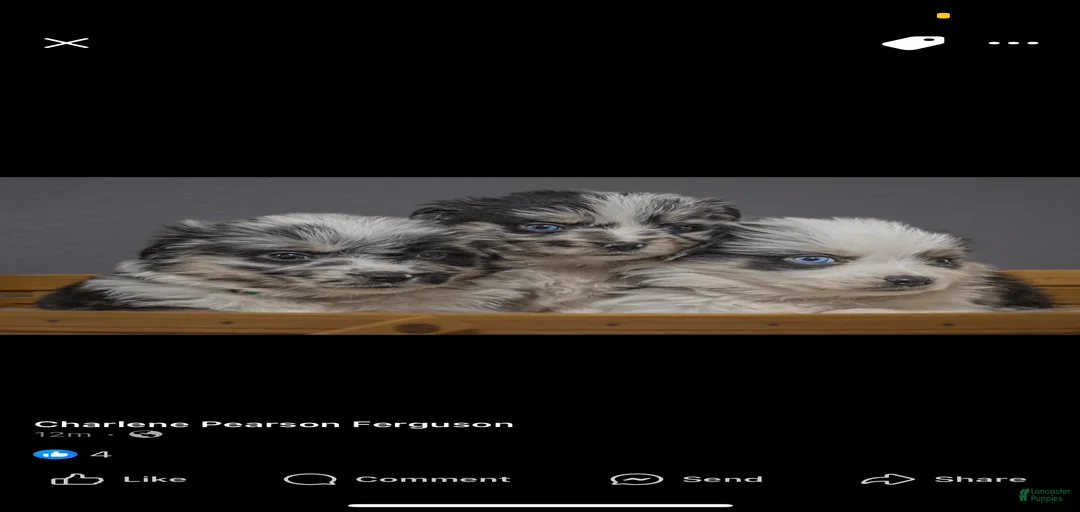 Gallery Image {{count}}