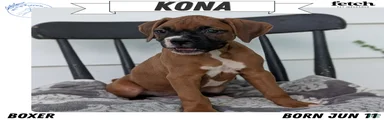 Kona