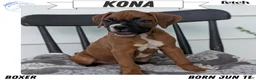 Boxer dogs for sale: Kona - Ad 1
