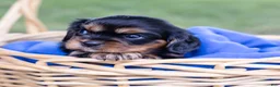 Cavalier King Charles Spaniel dogs for sale: Butch - Ad 15