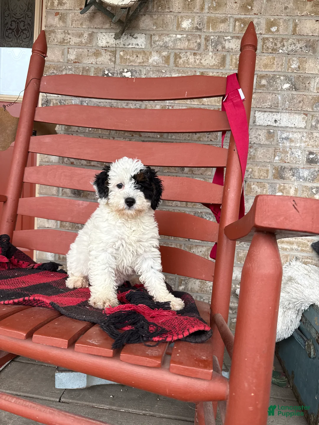 Mini Bernedoodle dogs for sale: Oreo - Ad 2