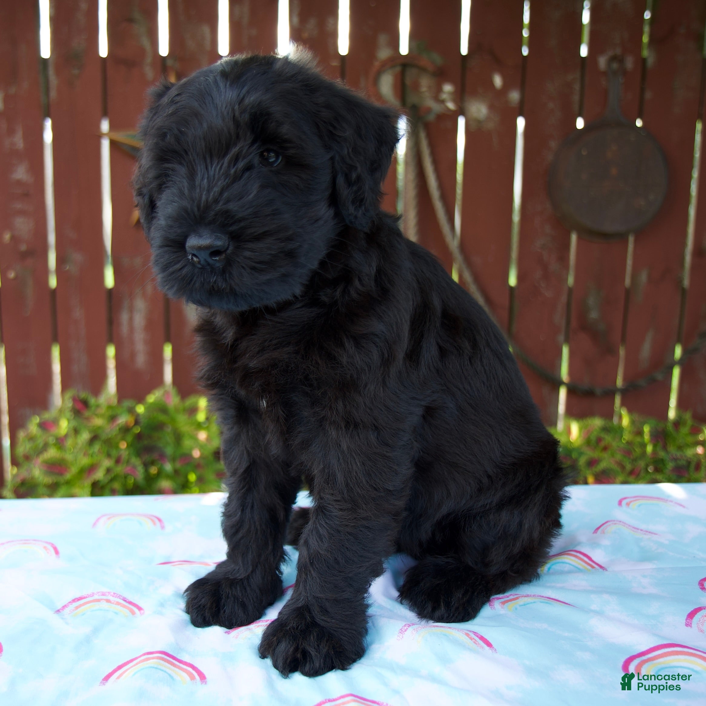 Giant Schnauzer dogs Lucas - Ad 2